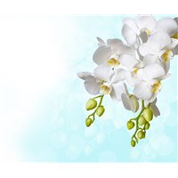 Портреты картины репродукции на заказ - Ветка белых цветов - Фотообои цветы|цветущие деревья