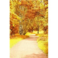 Дорога между деревьями - Фотообои природа|осень