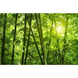 Солнечный свет - Фотообои природа|бамбук - Модульная картины, Репродукции, Декоративные панно, Декор стен