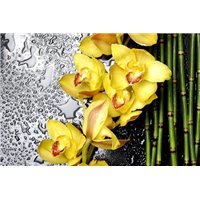 Портреты картины репродукции на заказ - Бамбук и орхидея - Фотообои цветы|орхидеи