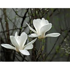 Картина на холсте по фото Модульные картины Печать портретов на холсте Белые цветочки - Фотообои цветы|цветущие деревья