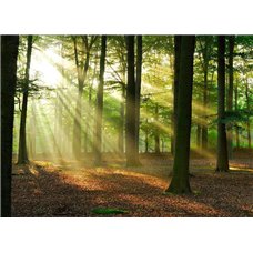 Картина на холсте по фото Модульные картины Печать портретов на холсте Солнечный рассвет в лесу - Фотообои природа|лес