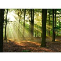 Солнечный рассвет в лесу - Фотообои природа|лес