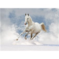 Картина на холсте по фото Модульные картины Печать портретов на холсте Белая лошадь - Фотообои Животные|лошади