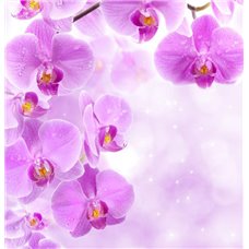 Картина на холсте по фото Модульные картины Печать портретов на холсте Орхидеи - Фотообои цветы|орхидеи