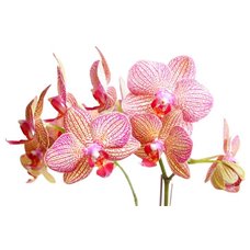 Картина на холсте по фото Модульные картины Печать портретов на холсте Розовые орхидеи - Фотообои цветы|орхидеи