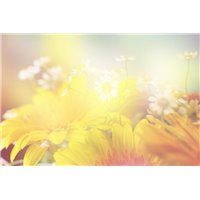 Портреты картины репродукции на заказ - Солнечные цветы - Фотообои цветы|полевые