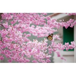 Цветущие ветви и бабочка - Фотообои природа|деревья и травы - Модульная картины, Репродукции, Декоративные панно, Декор стен