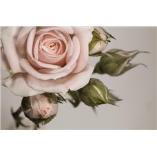Картина на холсте по фото Модульные картины Печать портретов на холсте Бутоны - Фотообои цветы|розы