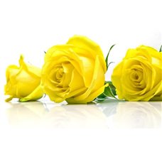 Картина на холсте по фото Модульные картины Печать портретов на холсте Три желтые розы - Фотообои цветы|розы