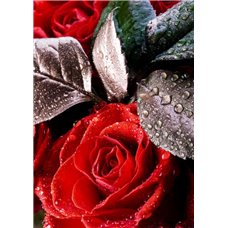 Картина на холсте по фото Модульные картины Печать портретов на холсте Капли на розах - Фотообои цветы|розы