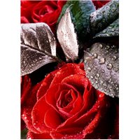 Портреты картины репродукции на заказ - Капли на розах - Фотообои цветы|розы