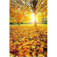 Осень - Фотообои природа|осень