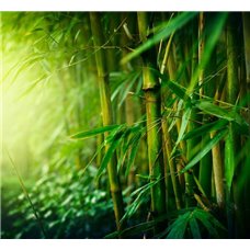 Картина на холсте по фото Модульные картины Печать портретов на холсте Бамбук - Фотообои природа|бамбук