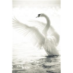 Белый лебедь - Фотообои Животные|лебеди - Модульная картины, Репродукции, Декоративные панно, Декор стен