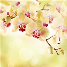 Картина на холсте по фото Модульные картины Печать портретов на холсте Цветущая веточка орхидеи - Фотообои цветы|орхидеи