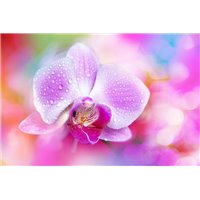 Портреты картины репродукции на заказ - Цветочек орхидеи - Фотообои цветы|орхидеи