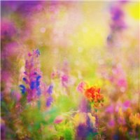 Полевые цветы - Фотообои цветы|полевые