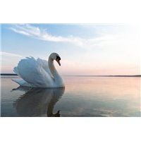 Лебедь - Фотообои Животные|лебеди