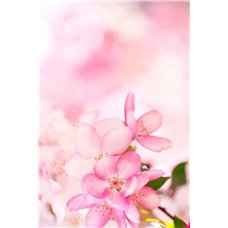Картина на холсте по фото Модульные картины Печать портретов на холсте Весенние розовые цветы - Фотообои цветы|цветущие деревья