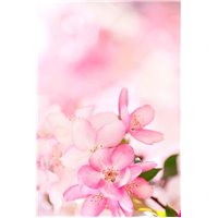 Портреты картины репродукции на заказ - Весенние розовые цветы - Фотообои цветы|цветущие деревья