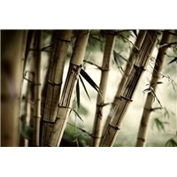 Портреты картины репродукции на заказ - Бамбук - Фотообои природа|бамбук