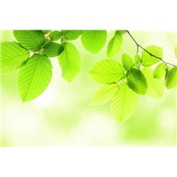 Зеленые листья - Фотообои цветы|листья - Модульная картины, Репродукции, Декоративные панно, Декор стен
