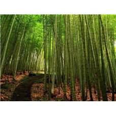 Картина на холсте по фото Модульные картины Печать портретов на холсте Дорога с бамбуковом лесу - Фотообои природа|бамбук