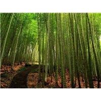 Дорога с бамбуковом лесу - Фотообои природа|бамбук