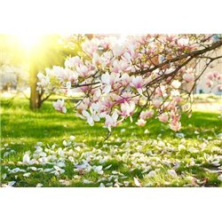 Цветущее дерево - Фотообои цветы|магнолии - Модульная картины, Репродукции, Декоративные панно, Декор стен