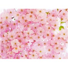 Картина на холсте по фото Модульные картины Печать портретов на холсте Цветы яблони - Фотообои цветы|цветущие деревья