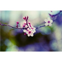 Вишневый цвет - Фотообои цветы|цветущие деревья - Модульная картины, Репродукции, Декоративные панно, Декор стен