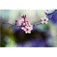 Портреты картины репродукции на заказ - Вишневый цвет - Фотообои цветы|цветущие деревья