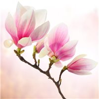 Цветы на ветке - Фотообои цветы|магнолии