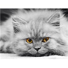 Картина на холсте по фото Модульные картины Печать портретов на холсте Серый котенок - Фотообои Животные|коты