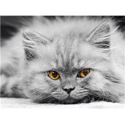 Серый котенок - Фотообои Животные|коты - Модульная картины, Репродукции, Декоративные панно, Декор стен