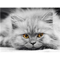 Портреты картины репродукции на заказ - Серый котенок - Фотообои Животные|коты