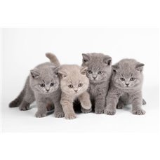 Картина на холсте по фото Модульные картины Печать портретов на холсте Британские котята - Фотообои Животные|коты