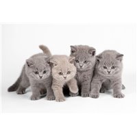 Портреты картины репродукции на заказ - Британские котята - Фотообои Животные|коты