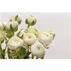 Букет белых пионов - Фотообои цветы|пионы - Модульная картины, Репродукции, Декоративные панно, Декор стен