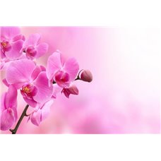 Картина на холсте по фото Модульные картины Печать портретов на холсте Веточка розовой орхидеи - Фотообои цветы|орхидеи