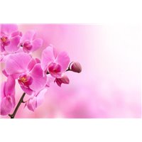 Портреты картины репродукции на заказ - Веточка розовой орхидеи - Фотообои цветы|орхидеи