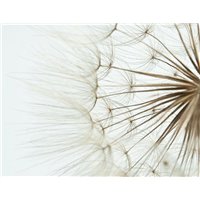 Одуванчик - Фотообои цветы|одуванчик