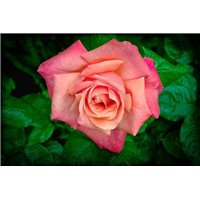 Портреты картины репродукции на заказ - Красивая роза - Фотообои цветы|розы