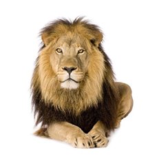 Картина на холсте по фото Модульные картины Печать портретов на холсте Лев - Фотообои Животные|львы