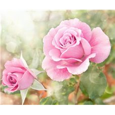 Картина на холсте по фото Модульные картины Печать портретов на холсте Розы - Фотообои цветы|розы