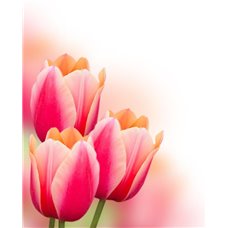 Картина на холсте по фото Модульные картины Печать портретов на холсте Букет тюльпанов - Фотообои цветы|тюльпаны