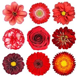 Бутоны красных цветов - Фотообои цветы|другие - Модульная картины, Репродукции, Декоративные панно, Декор стен