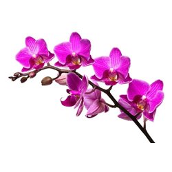 Сиреневая орхидея - Фотообои цветы|орхидеи - Модульная картины, Репродукции, Декоративные панно, Декор стен