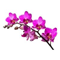 Портреты картины репродукции на заказ - Сиреневая орхидея - Фотообои цветы|орхидеи
